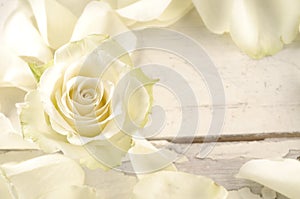 Rose and petals over wooden background.