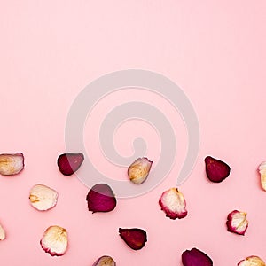 Rose petals on pink background