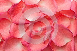 Rose petals. photo