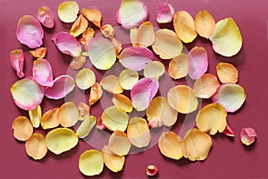 Rose petals on red background