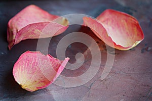 Rose petals on a stone background with copy space