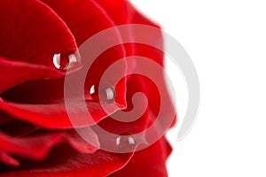 Rosas entradas Agua gotas 