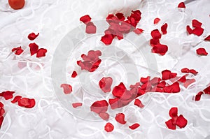 Rose petals on white