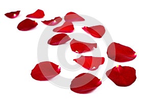 Rose petals on white