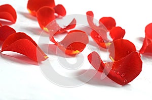 Rose petals on white background