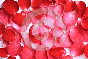 Rose petals  on white background