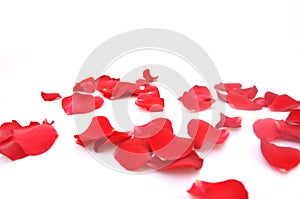 Rose-petals on a white background