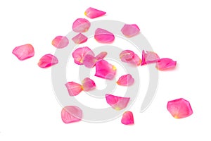 Rose Petals photo