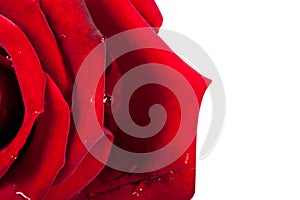 Rose and petals on white background. Red rose head on macro with small drops of water.