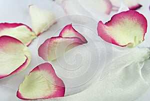 Rose petals on white organza fabric