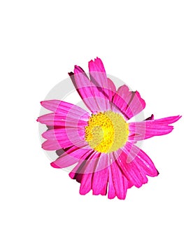 Rose petals and yellow center Pyrethrum blossoming flower top view isolated