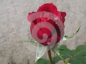 rose photo