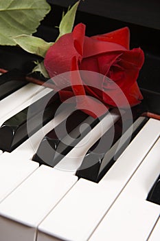 Růže na klavír 