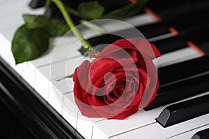 Rose on the piano