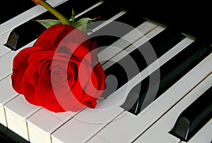 Rose and piano keyboard