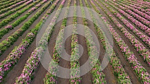 Rose picking in the Rose Valley. Field of roses aerial view. Rose Harvesting for Rose Essential Oil Production blessing