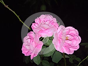 Rose with pinc photo