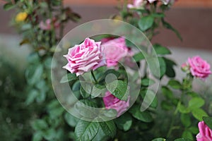 Rose of pink color against the background of a bed