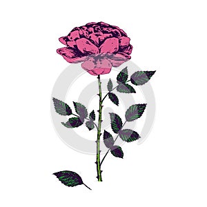 Rose pink flower, stem with thorns, leaves and blosom, hand drawn doodle, sketch, vector illustration