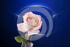 Rose Pink Isolated on Blue