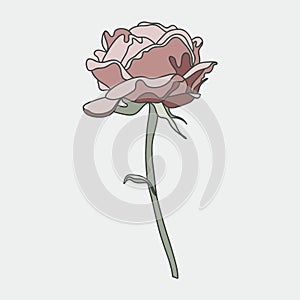 Rose is pink. One flower isolated on a light background.