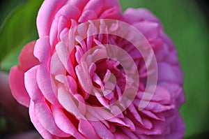 Rose pink pattern flower bright leaf bud green background macro close up