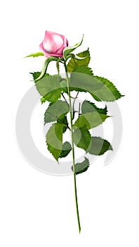 Rose pink, Rose bud unopened, isolated, Illustration