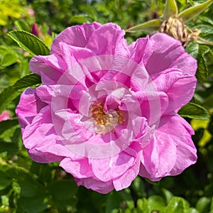 Rose pink Rugosa flower closeup bloom