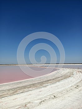 Rose or pink salt beautiful lake with healthy mad