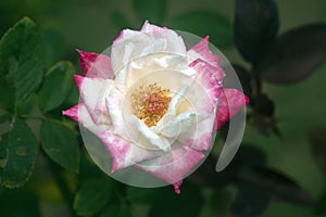 Rose : Pink and white Floribunda rose