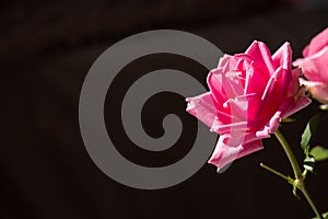 Rose placed on the desk in blue background
