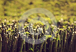 A rose plant bed .there have lots of rose plant