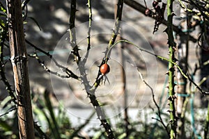 Rose plant buds