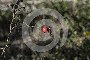 Rose plant buds