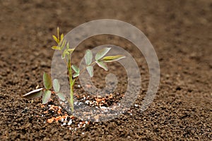 Rose plant in fertile soil with chemical fertilizer