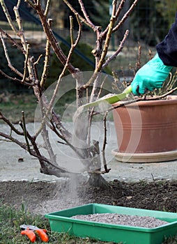 Rose plant fertilize and cutting photo