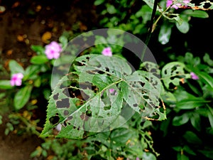 Rose plant leaves destroyed by pests and insects