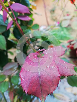 rose plant rain drops