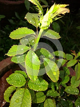 Rose plant after rain