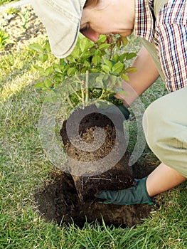 Rose planting