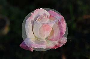 Rose planting a in rose garden of west bengal rural village