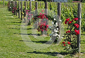 Rose plants of different colors at the beginning of each vineyard row.