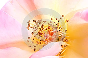 Rose pollens