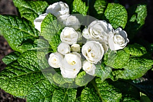 Rose primrose - Primula Ballerina - Snow, beeautiful white flowering spring flower, hardy perennial