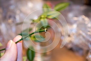 Rose propagation from stem cuttings