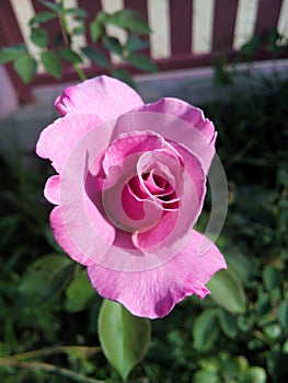 Rose purple