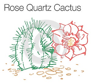 Rose quartz cactus hand drawn vector illustration