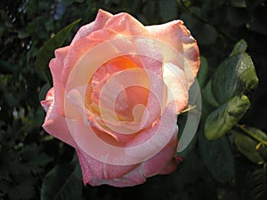 Rose is the queen of flowers. Photo of a beautiful rose