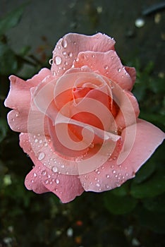 Rose in the rain