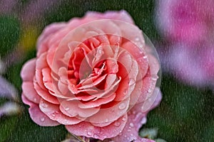 Rose in the rain